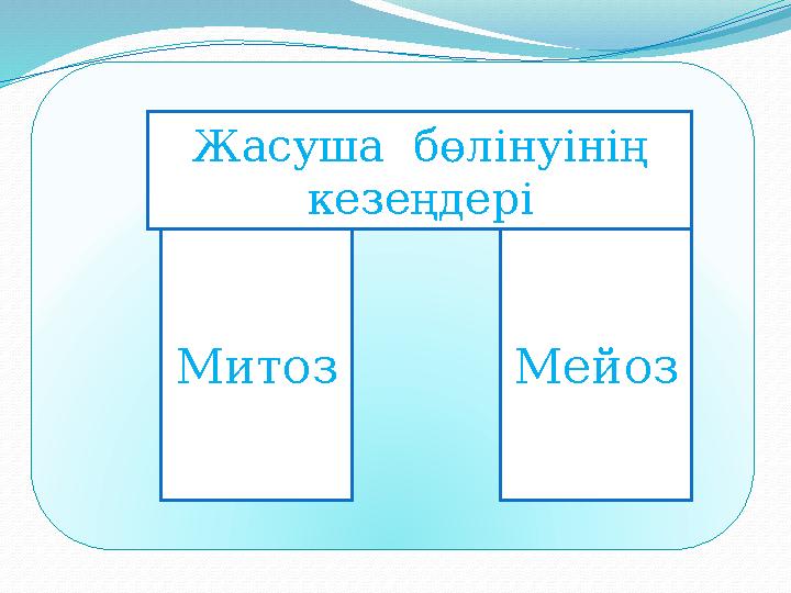 Жасуша бөлінуінің кезеңдері Митоз Мейоз