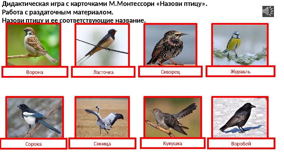 ВоронаДидактическая игра с карточками М.Монтессори «Назови птицу». Работа с раздаточным материалом. Назови птицу и ее соответств