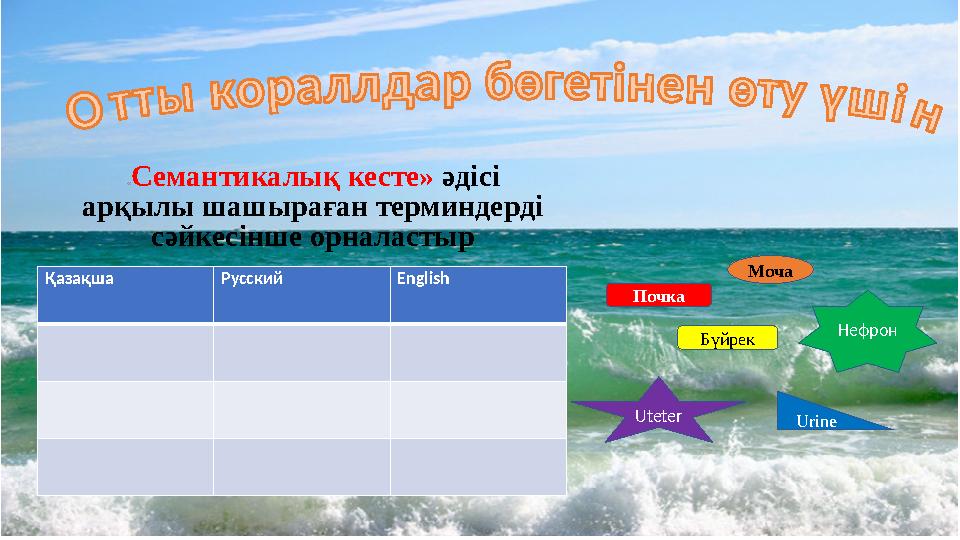 Қазақша Русский English« Семантикалы қ кесте » әдісі арқылы шашыраған терминдерді сәйкесінше орналастыр БүйрекПочка Моча Urin
