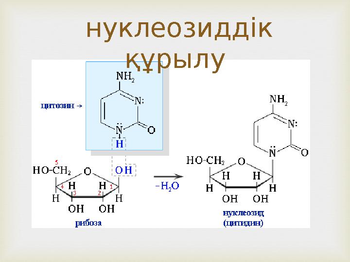  нуклеозиддік құрылу