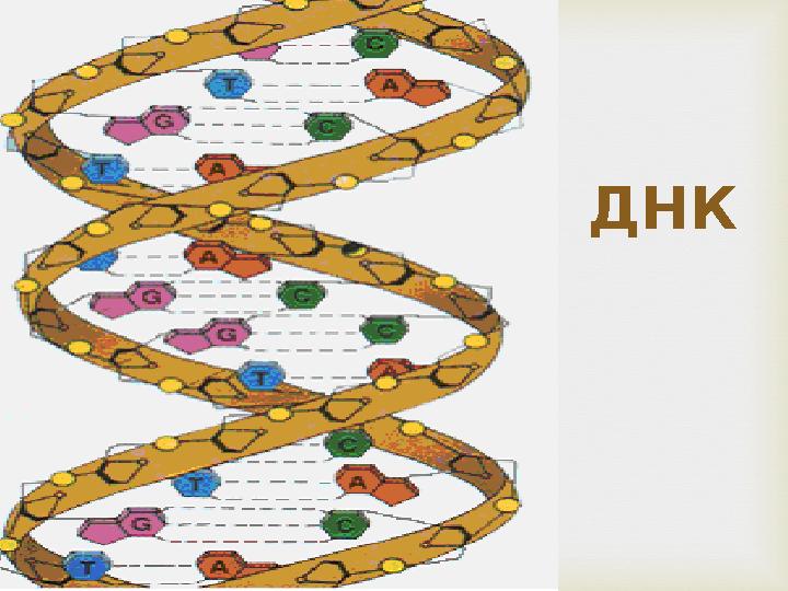 ДНК  .