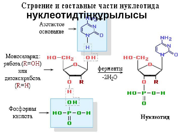 нуклеотидтіңқұрылысы