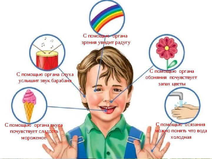 С помощью органа слуха услышит звук барабана С помощью органа зрения увидит радугу С помощью органа обоняния почувствует