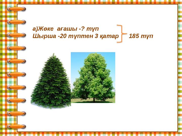 а)Жөке ағашы -? түп Шырша -20 түптен 3 қатар 185 түп Ш:185-(20·3)=125 (түп) Ж: 125 түп жөке ағашы отырғызылды.