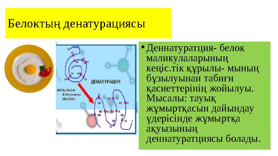 Белоктың денатурациясы • Деннатуратция- белок маликулаларының кеңіс.тік құрылы- мының бұзылуынан табиғи қасиеттерінің жойыл