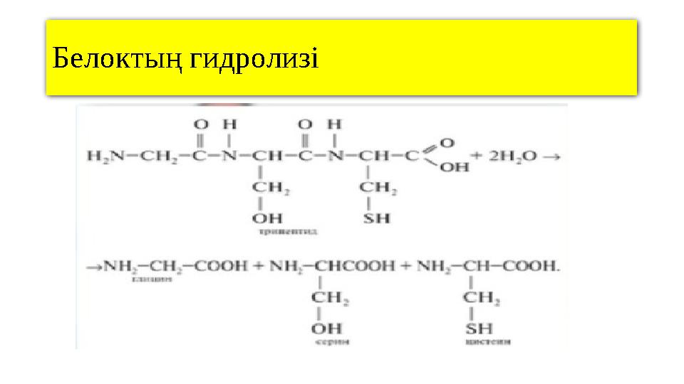 Белоктың гидролизі
