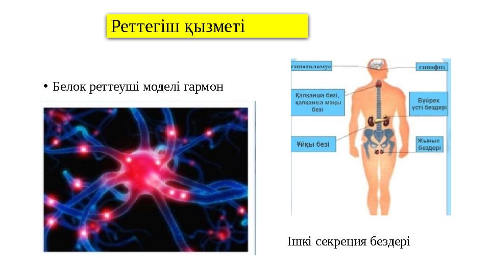 Реттегіш қызметі • Белок реттеуші моделі гармон • Ішкі с