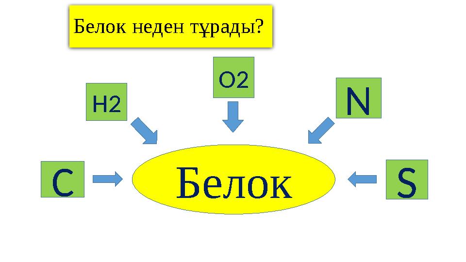 Белок неден тұрады? Белок O 2 H 2 N SC