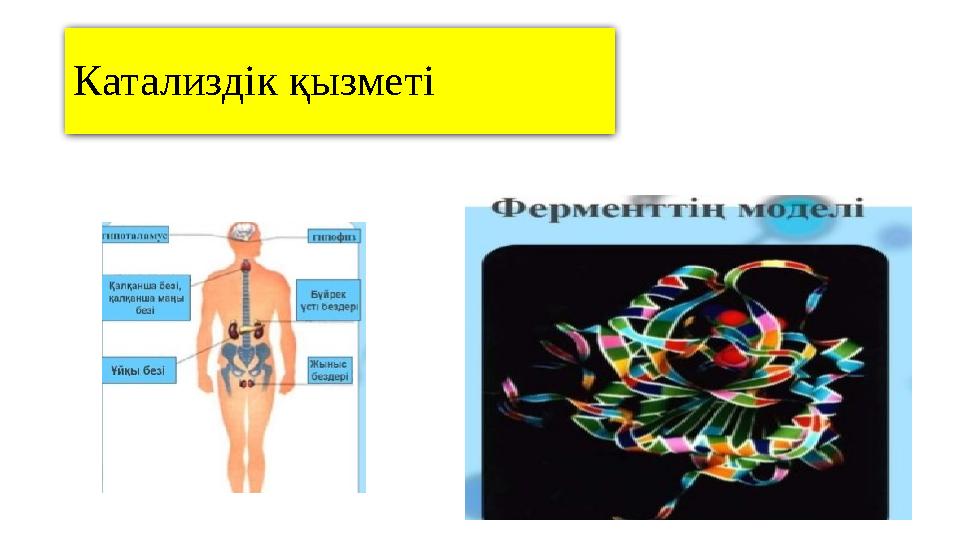 Катализдік қызметі