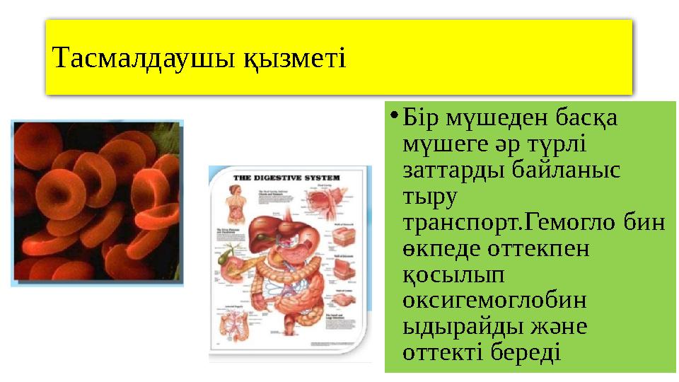Тасмалдаушы қызметі • Бір мүшеден басқа мүшеге әр түрлі заттарды байланыс тыру транспорт.Гемогло бин өкпеде оттекпен қосы