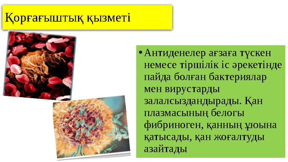 Қорғағыштық қызметі • Антиденелер ағзаға түскен немесе тіршілік іс әрекетінде пайда болған бактериялар мен вирустарды залалс