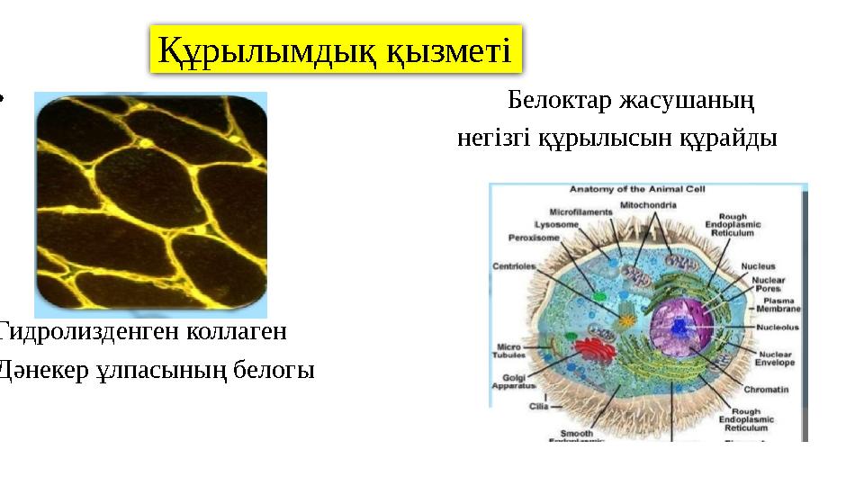 Құрылымдық қызметі • Белоктар жасушаның