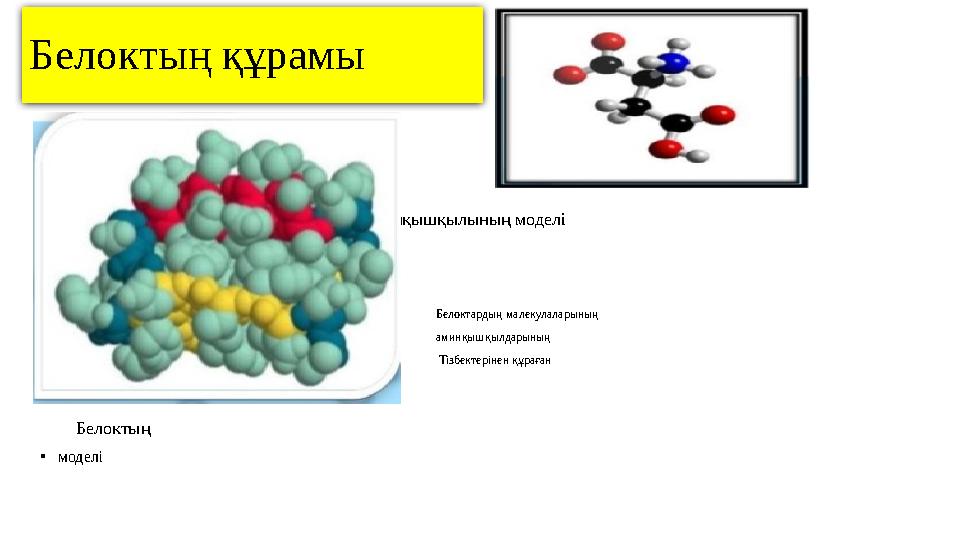 Белоктың құрамы • •
