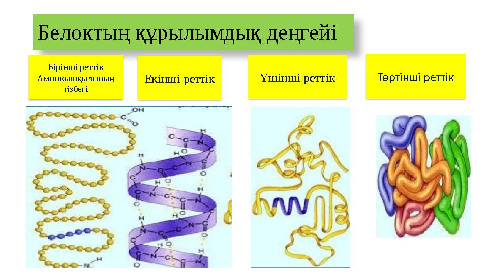 Белоктың құрылымдық деңгейі Бірінші реттік Аминқышқылының тізбегі Екінші реттік Үшінші реттік Төртінші реттік
