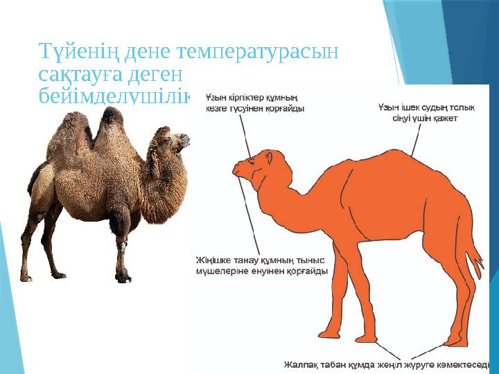 Түйенің дене температурасын сақтауға деген бейімделушіліктері