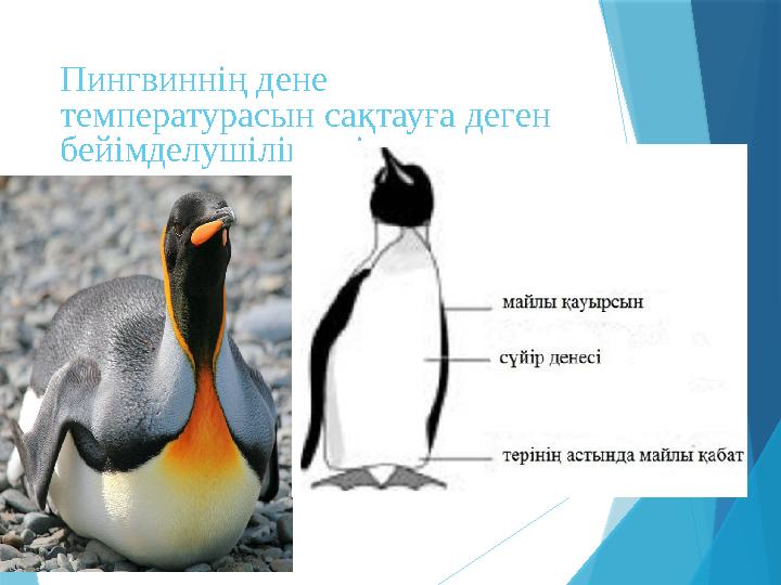 Пингвиннің дене температурасын сақтауға деген бейімделушіліктері