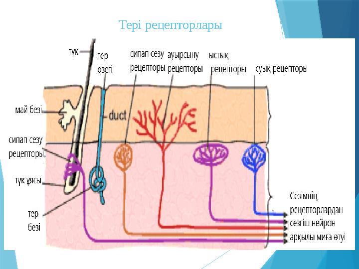 Тері рецепторлары