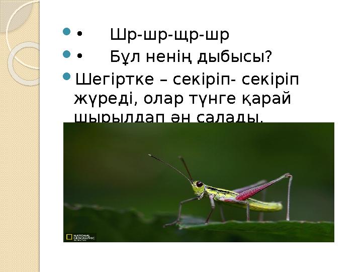  • Шр-шр-щр-шр  • Бұл ненің дыбысы?  Шегіртке – секіріп- секіріп жүреді, олар түнге қарай шырылдап ән салады.