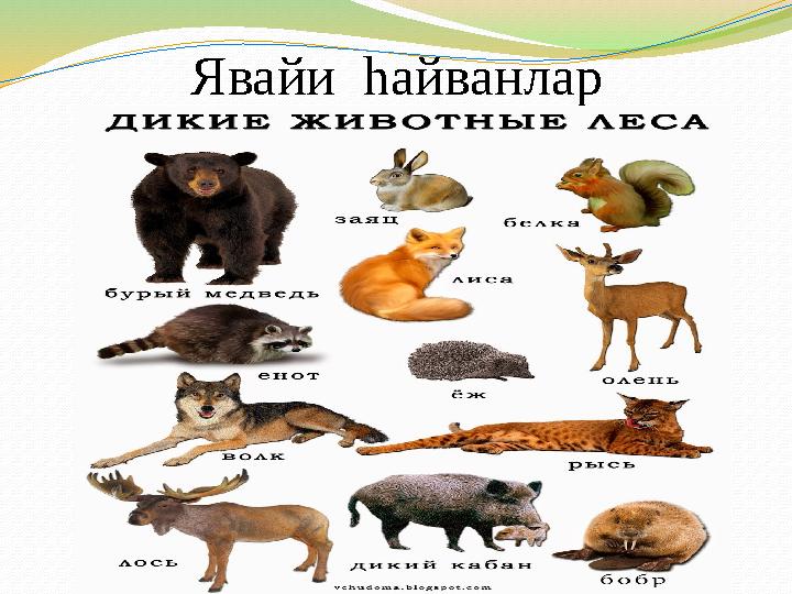 Явайи һайванлар