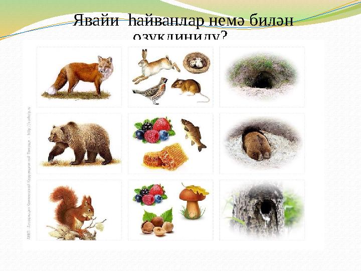 Явайи һайванлар немә билән озуқлиниду?