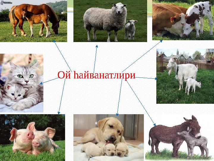 Ой һайванатлири