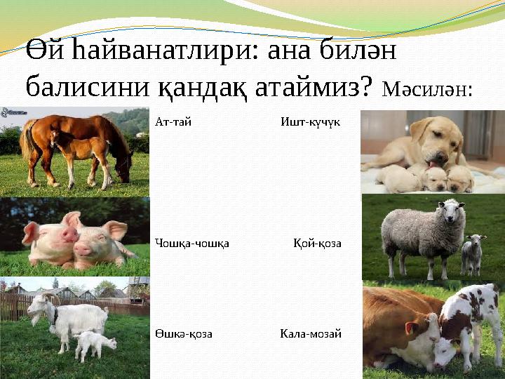 Өй һайванатлири: ана билән балисини қандақ атаймиз? Мәсилән: Ат-тай Ишт-күчүк Чошқа-чошқа