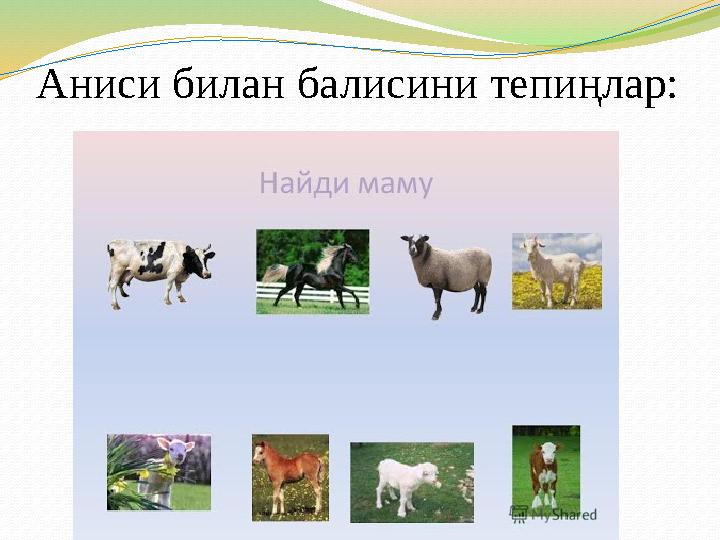 Аниси билан балисини тепиңлар: