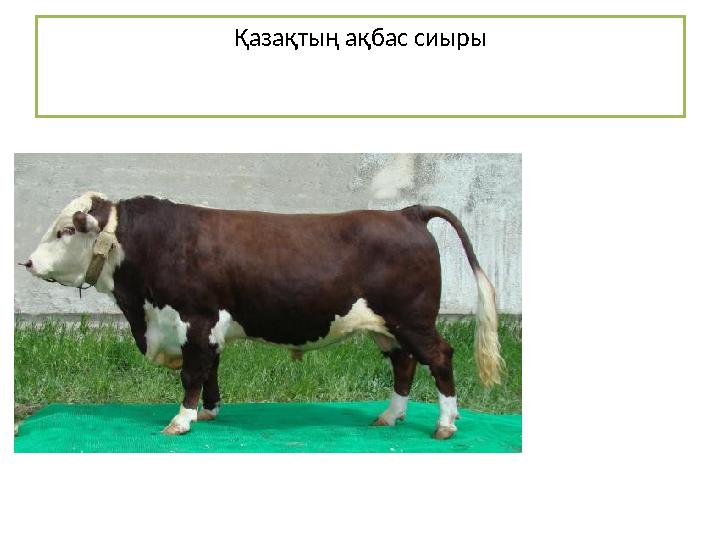 Қазақтың ақбас сиыры