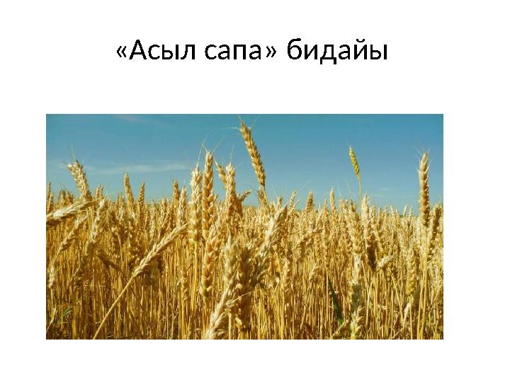 «Асыл сапа» бидайы