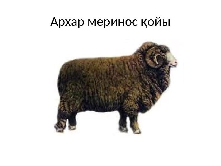 Архар меринос қойы