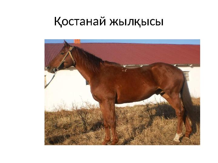 Қостанай жылқысы