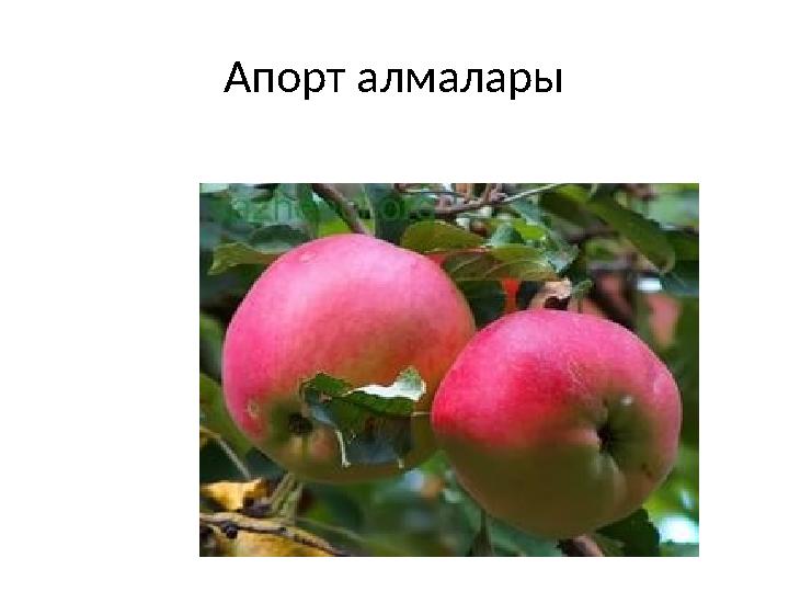 Апорт алмалары