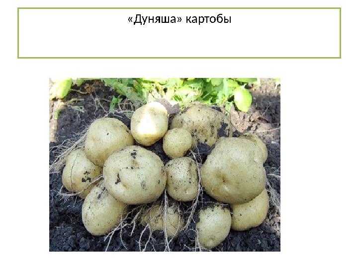 «Дуняша» картобы