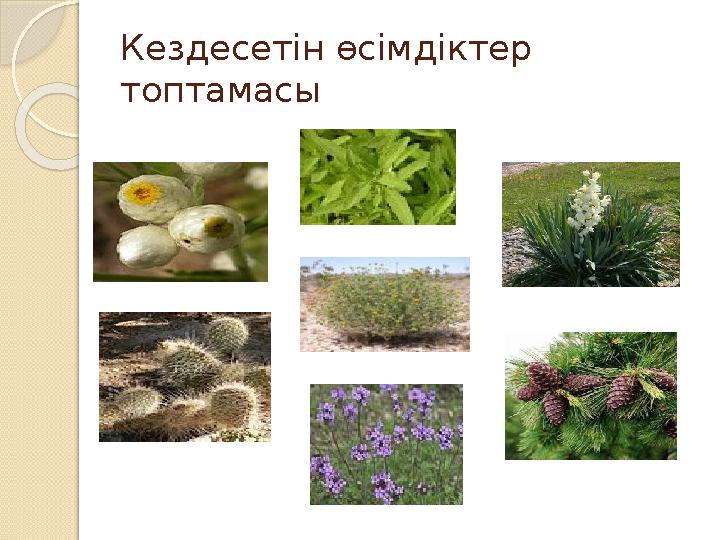 Кездесетін өсімдіктер топтамасы