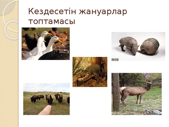 Кездесетін жануарлар топтамасы