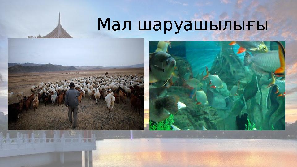 Мал шаруашылығы