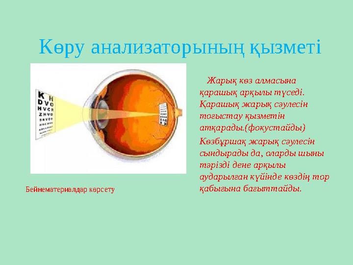 Көру анализаторының қызметі Бейнематериалдар көрсету Жарық көз алмасына қарашық арқылы түседі. Қарашық жарық сәулесін тоғ