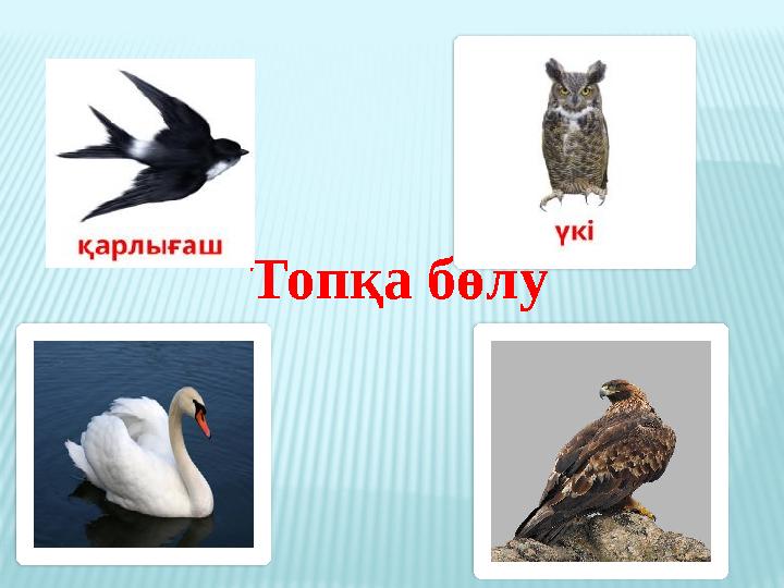 Топқа бөлу
