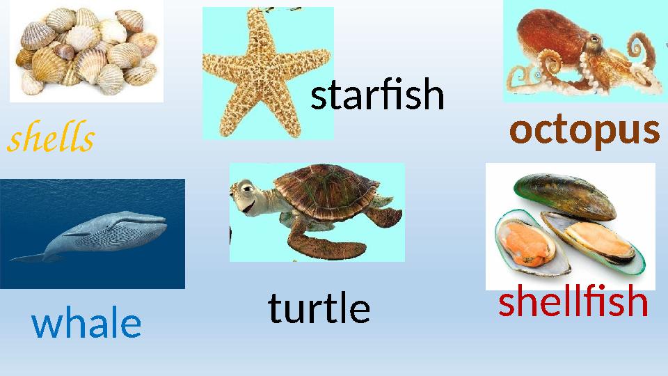 shells octopus whale starfish shellfish turtle