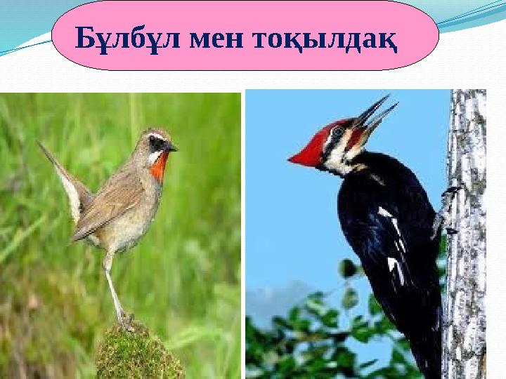 Бұлбұл мен тоқылдақ