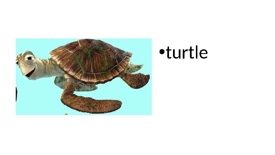 • turtle