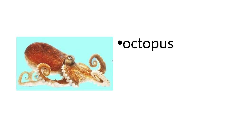 • octopus