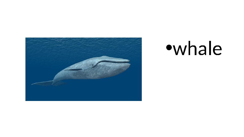 • whale