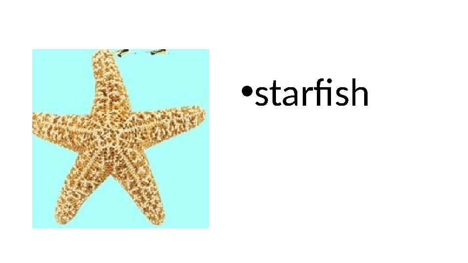 • starfish