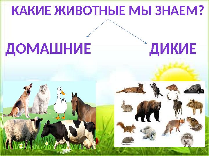 КАКИЕ ЖИВОТНЫЕ МЫ ЗНАЕМ ? ДОМАШНИЕ ДИКИЕ