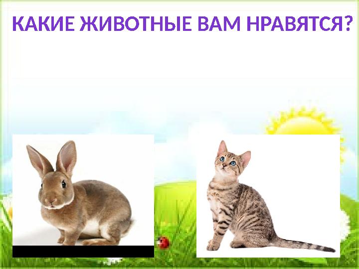 КАКИЕ ЖИВОТНЫЕ ВАМ НРАВЯТСЯ?