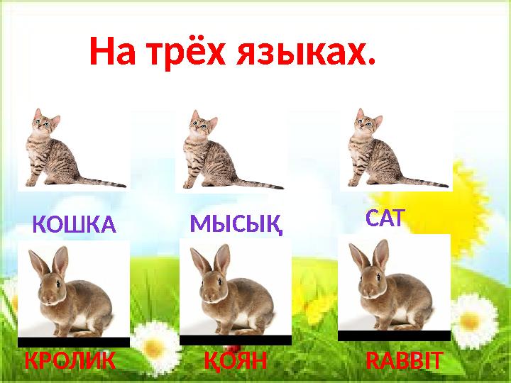 МЫСЫҚ КОШКА CAT RABBITКРОЛИК ҚОЯННа трёх языках.