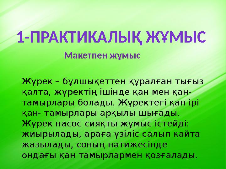 1-ПРАКТИКАЛЫҚ ЖҰМЫС Макетпен жұмыс Жүрек – бұлшықеттен құралған тығыз қалта, жүректің ішінде қан мен қан- тамырлары б