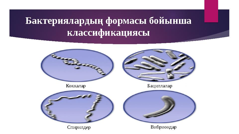 Бактериялардың формасы бойынша классификациясы Коккалар Бациллалар Спирилдер Вибриондар