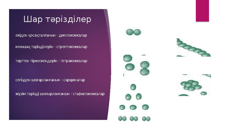 Шар тәрізділер екіден қосақталғанын - диплококкалар моншақ тәрізділерін - стрептококкалар төрттен тіркескендерін - тетракоккалар